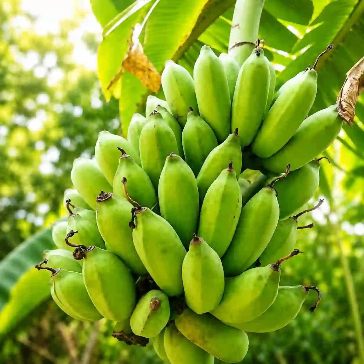 পাহাড়ি ফ্রেশ বাংলা কলা । Hill Bangla Banana